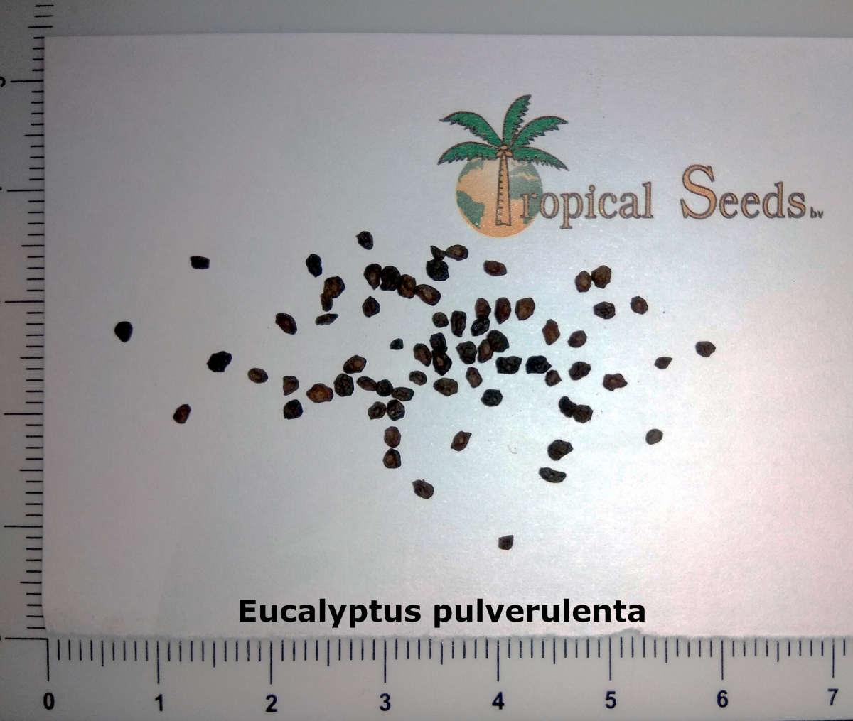 Eucalyptus pulverulenta Seeds