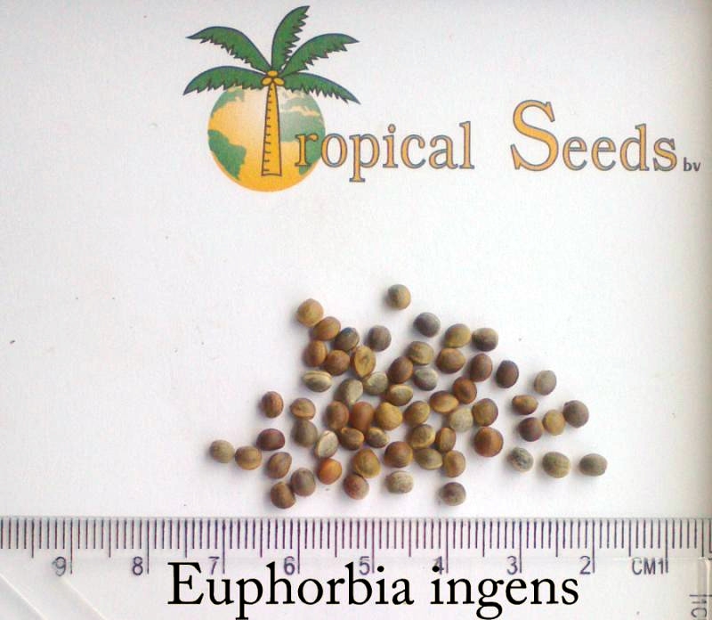 Euphorbia ingens Seeds