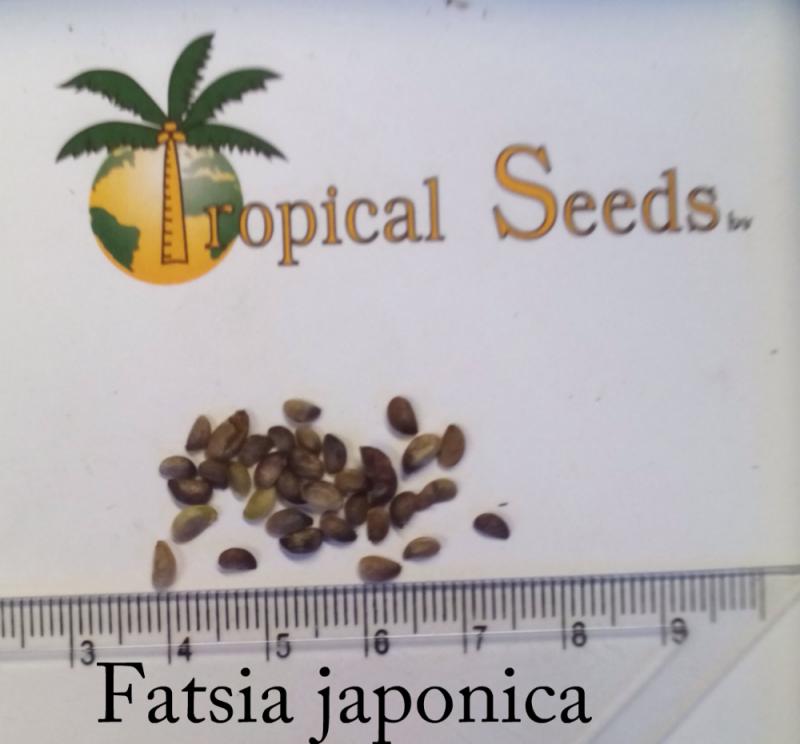 Fatsia japonica Seeds