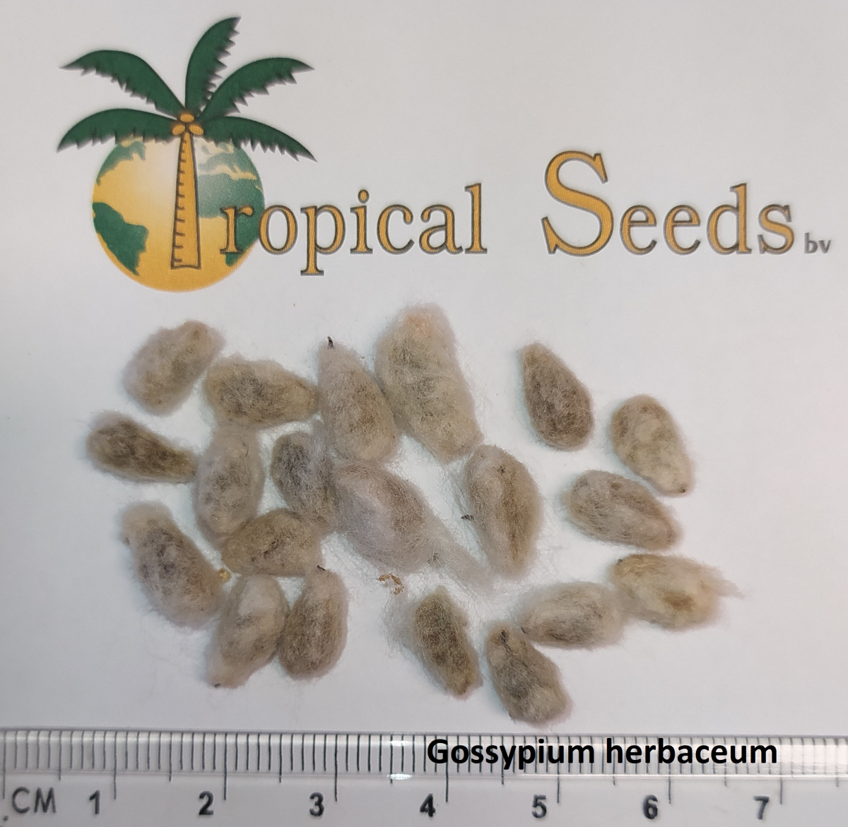 Gossypium herbaceum Seeds