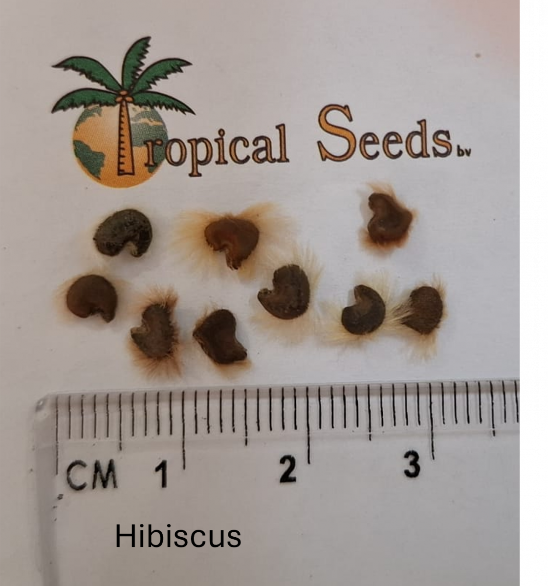 Hibiscus syriacus