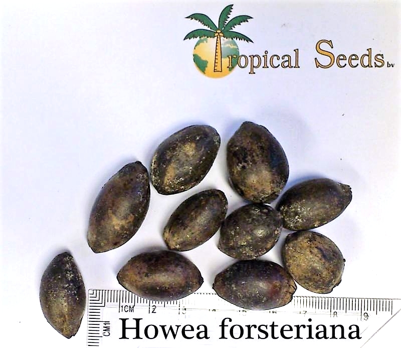 Howea forsteriana 种子