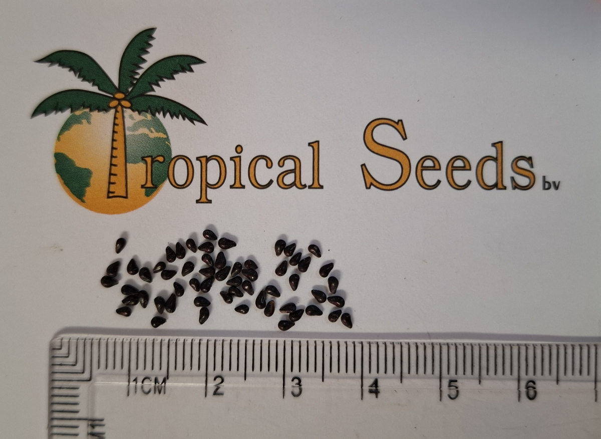 Hylocereus undatus/ Dragon fruit Seeds