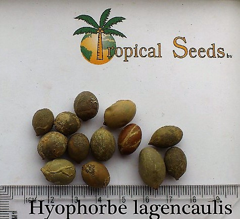 Hyophorbe lagenicaulis 种子