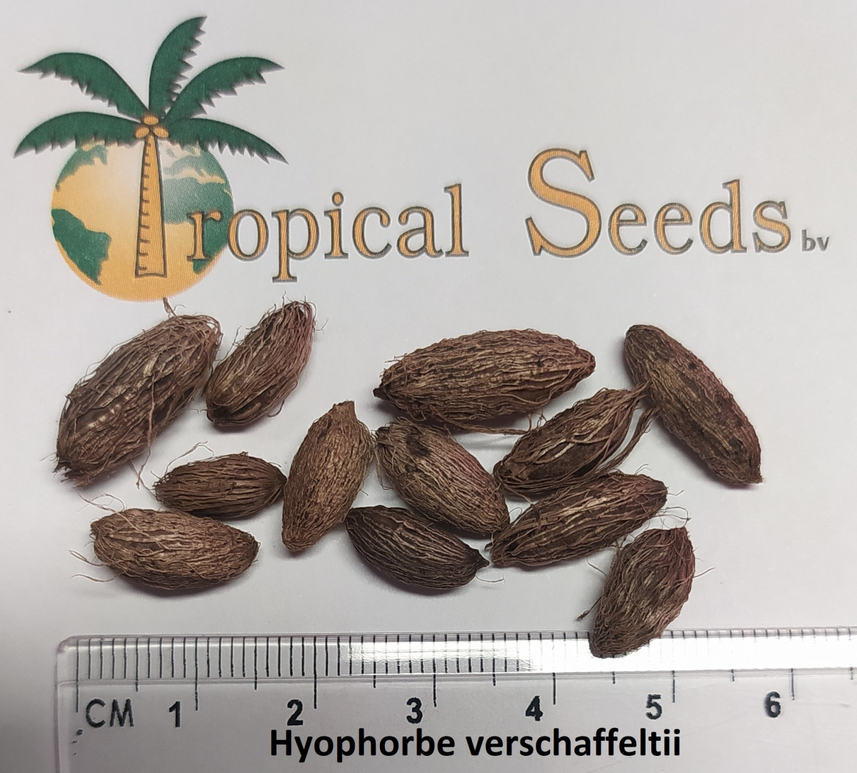 Hyophorbe verschaffeltii Seeds