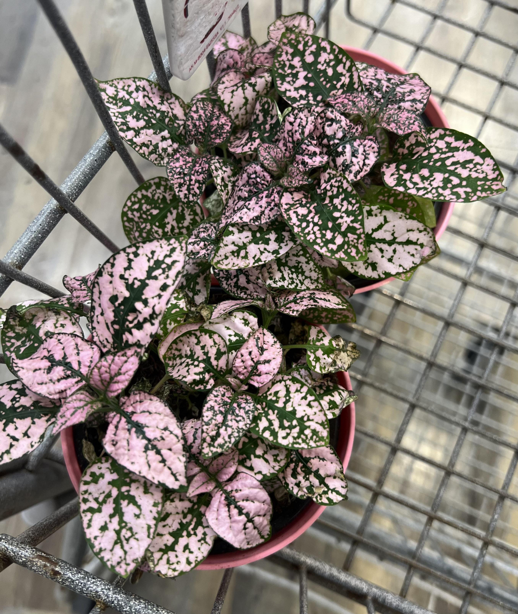Hypoestes phyllostachya copact seeds 