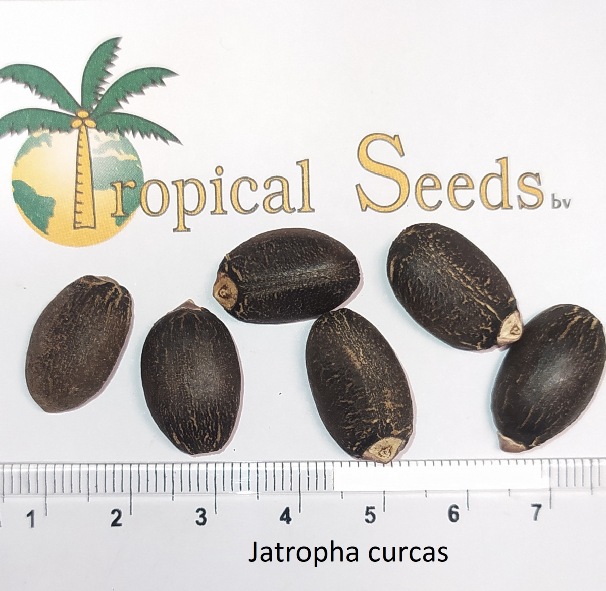 Jatropha curcas 种子