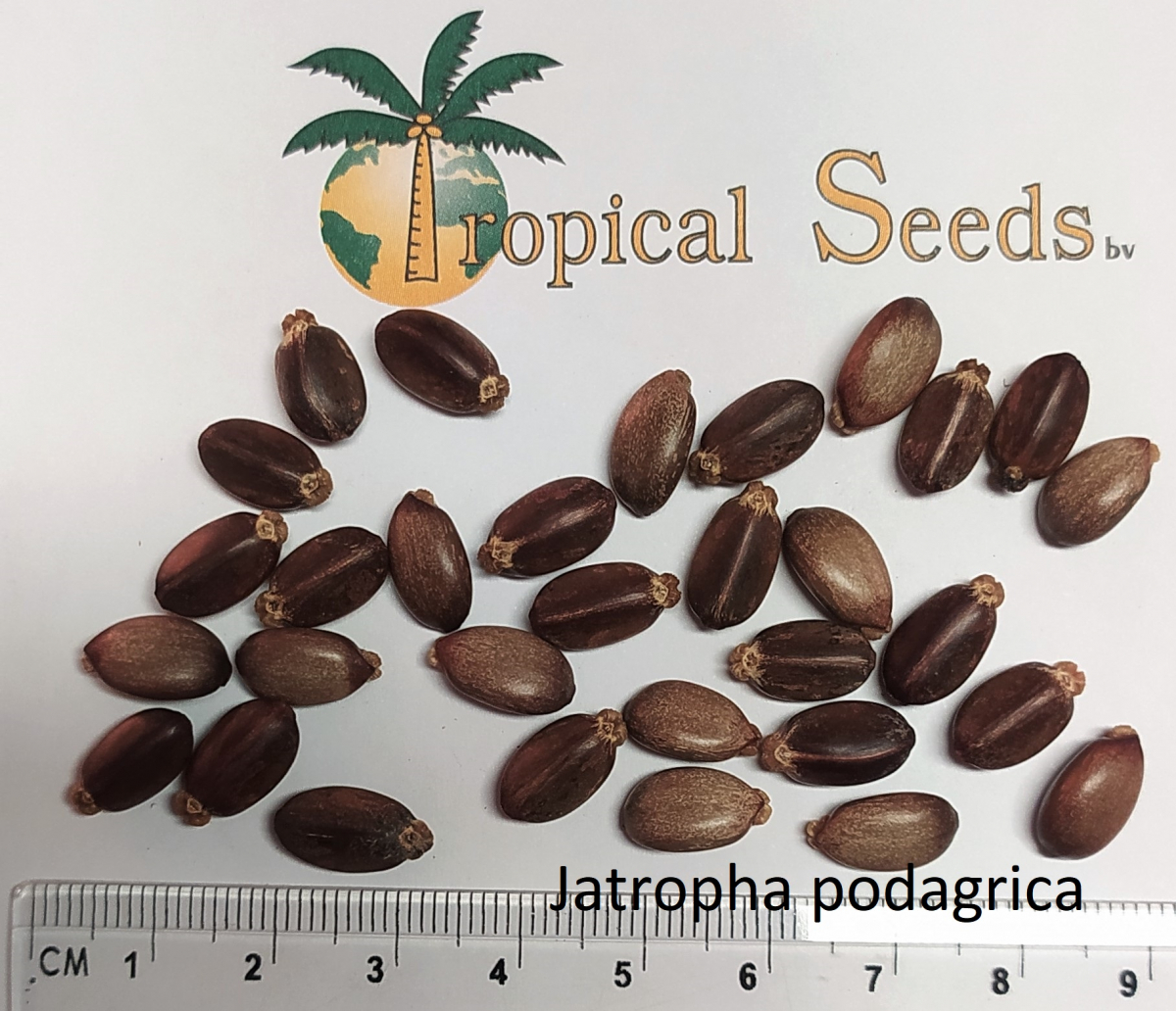 Jatropha podagrica 种子