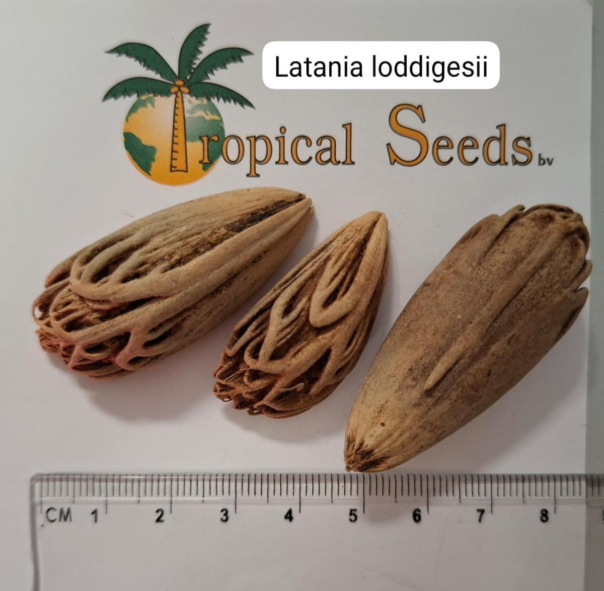 Latania loddigesii