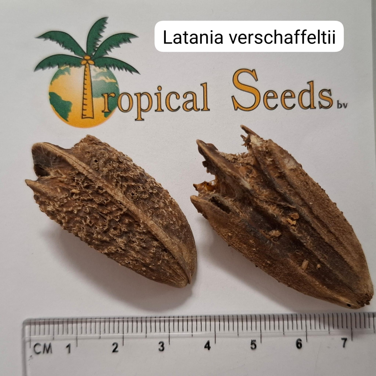 Latania verschaffeltii