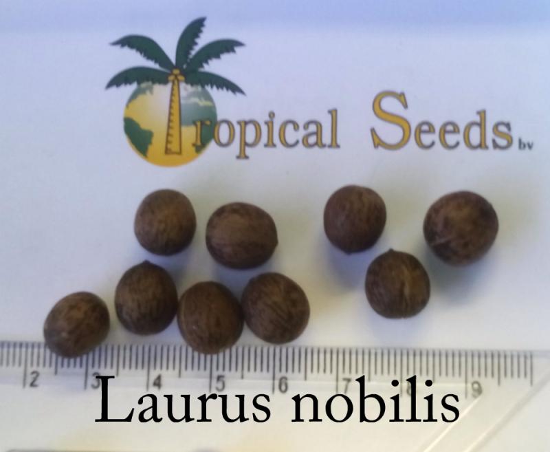 5 Seeds of Bay Tree Laurus Nobilis
