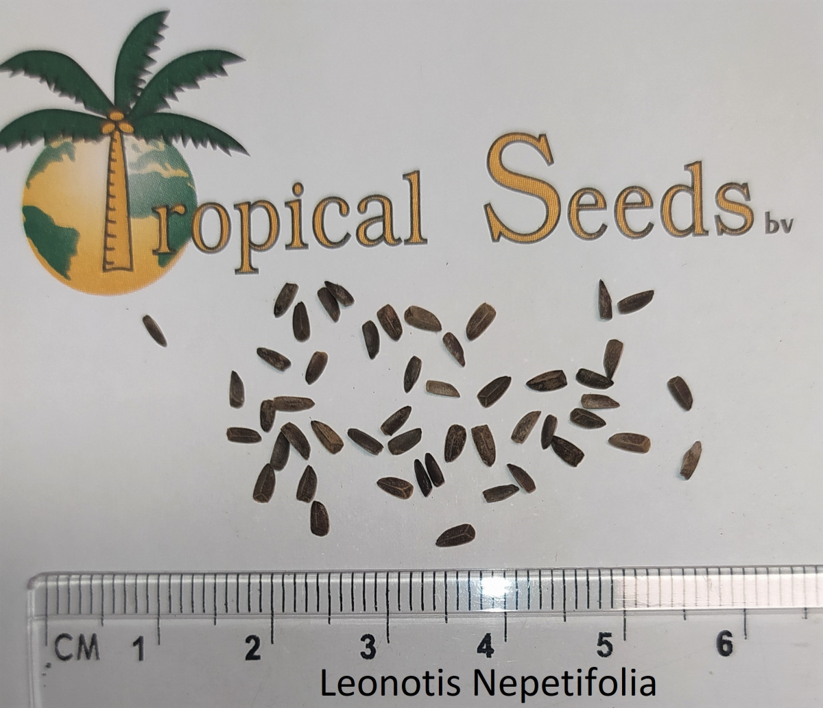 Leonotis nepetifolia  种子