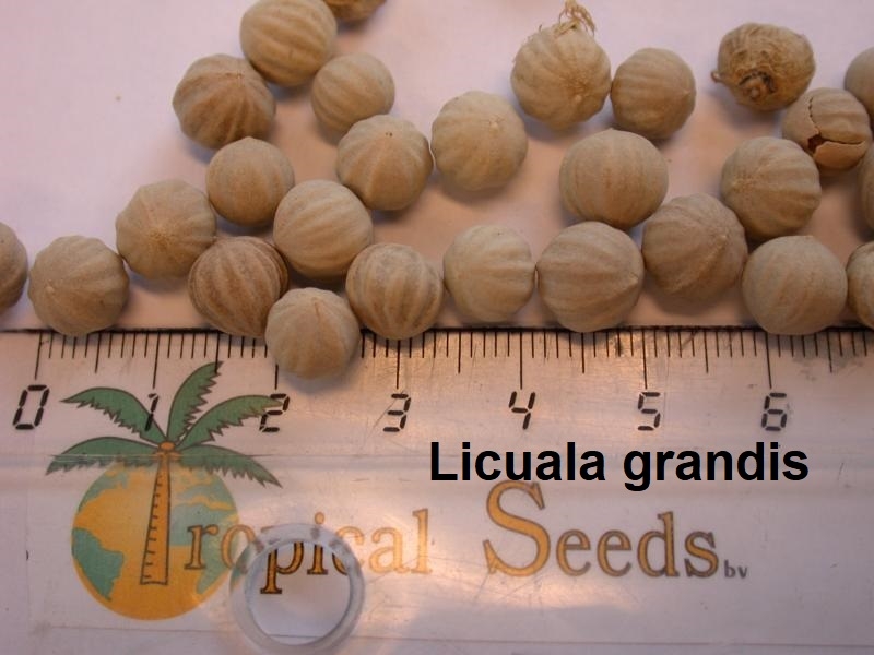 Licuala grandis 种子