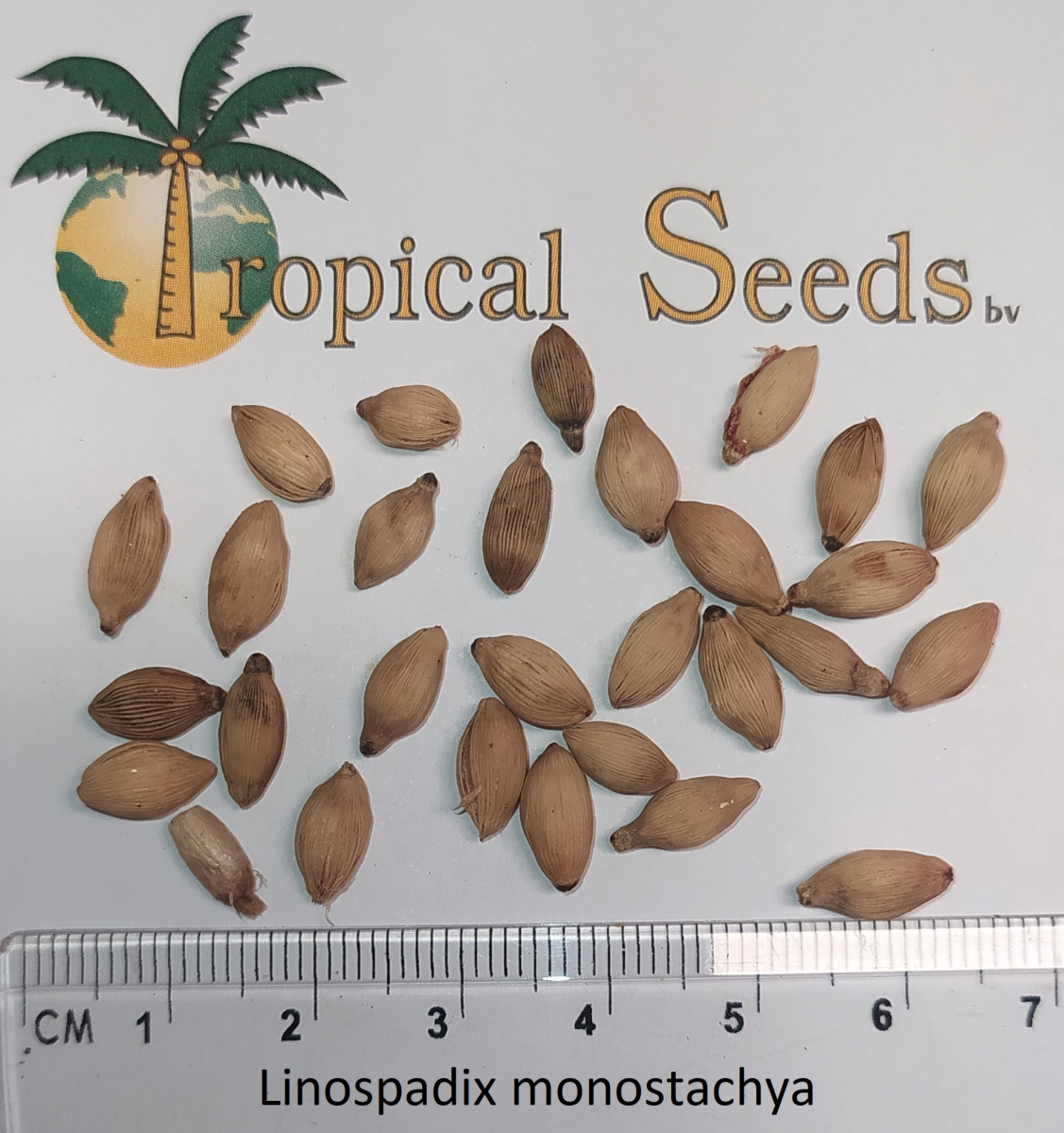 Linospadix monostachya Seeds