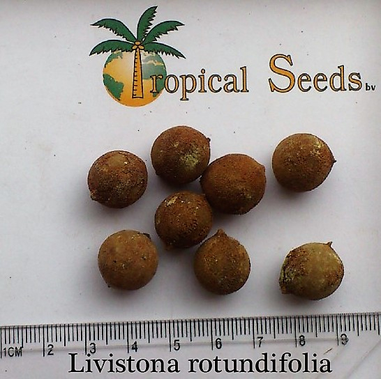Livistona rotundifolia Seeds