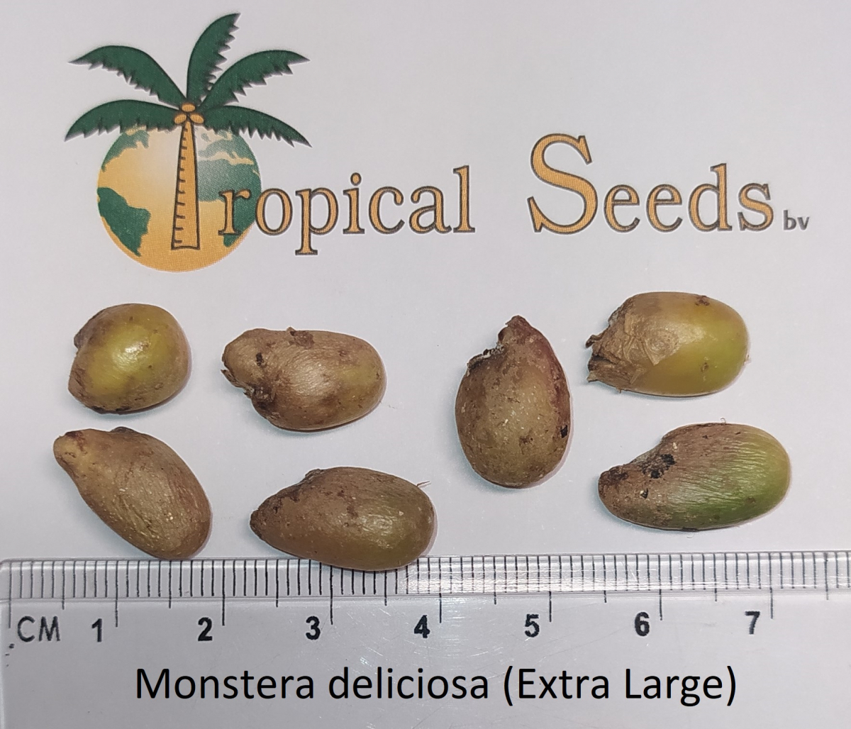Monstera Deliciosa extra Large Seeds