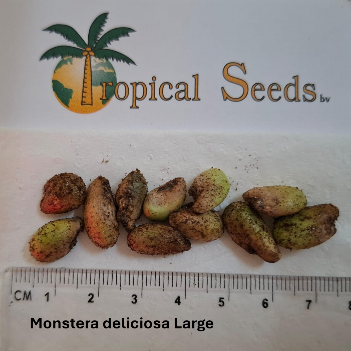 Monstera deliciosa (large) 种子