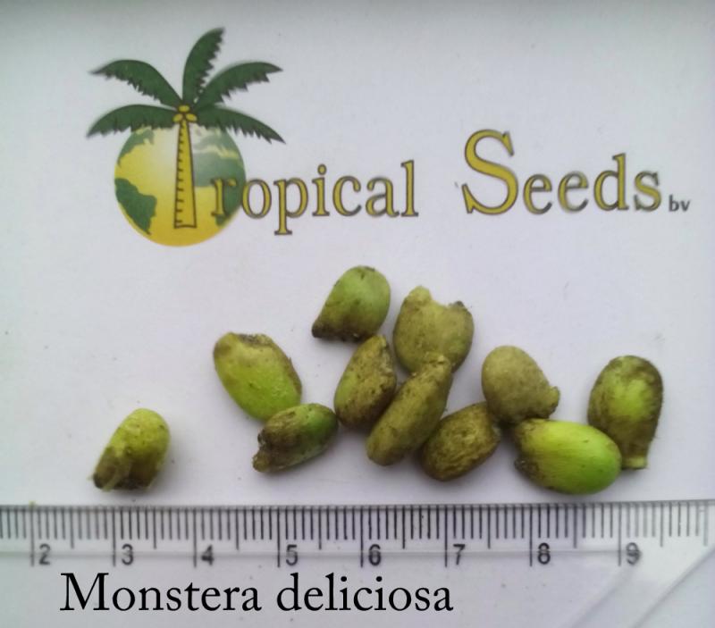 Monstera deliciosa (medium) Seeds