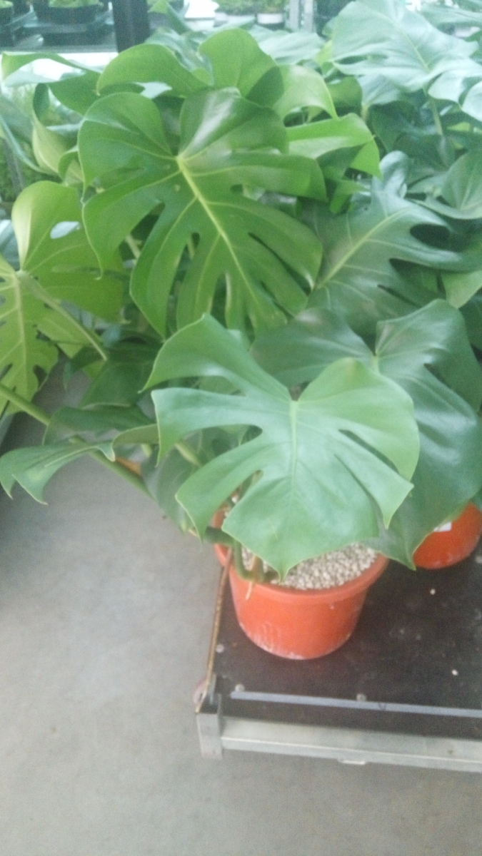 Monstera Deliciosa - GRAINES - SEEDS - PROFESSEUR BULK