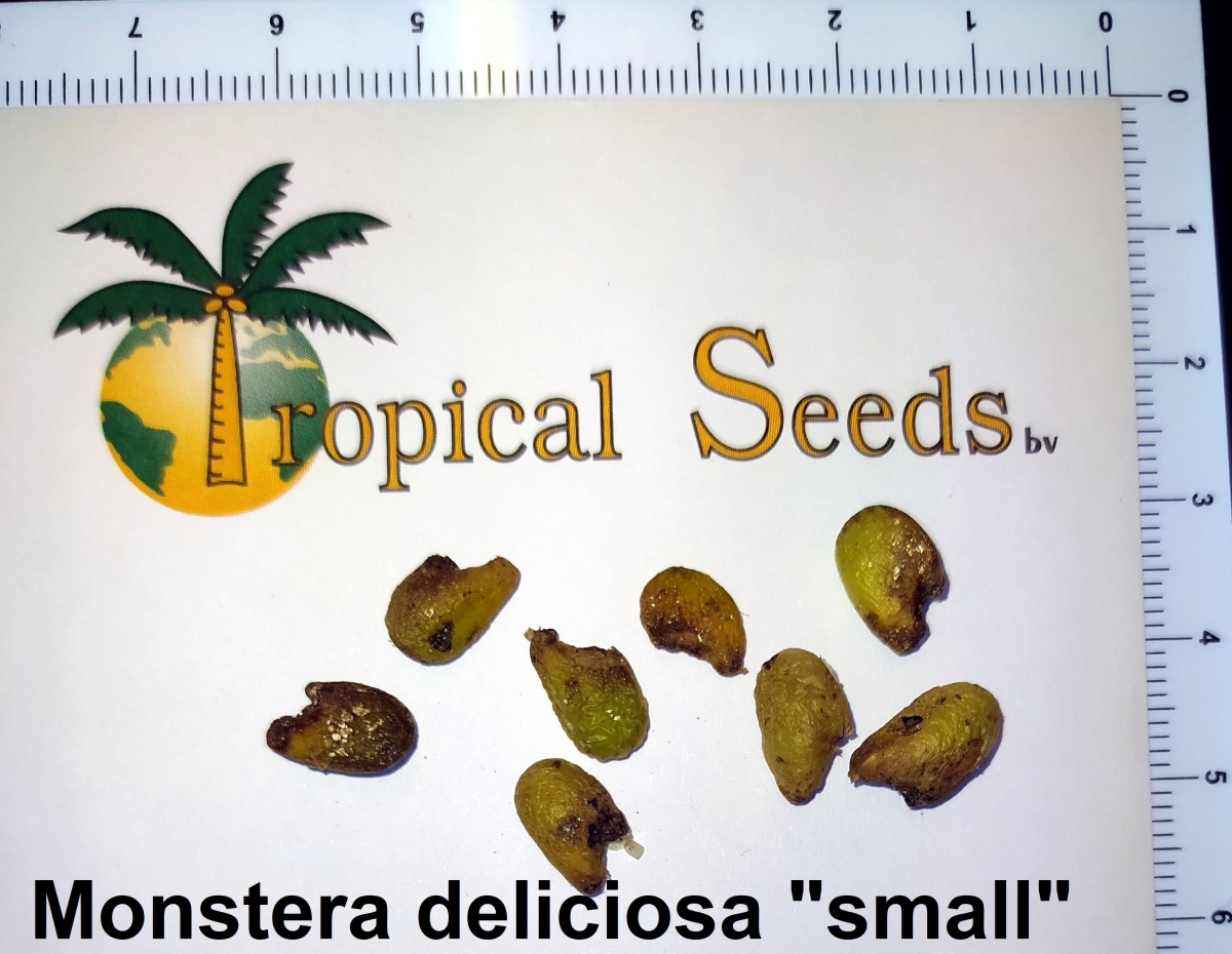 Monstera deliciosa (small) Seeds