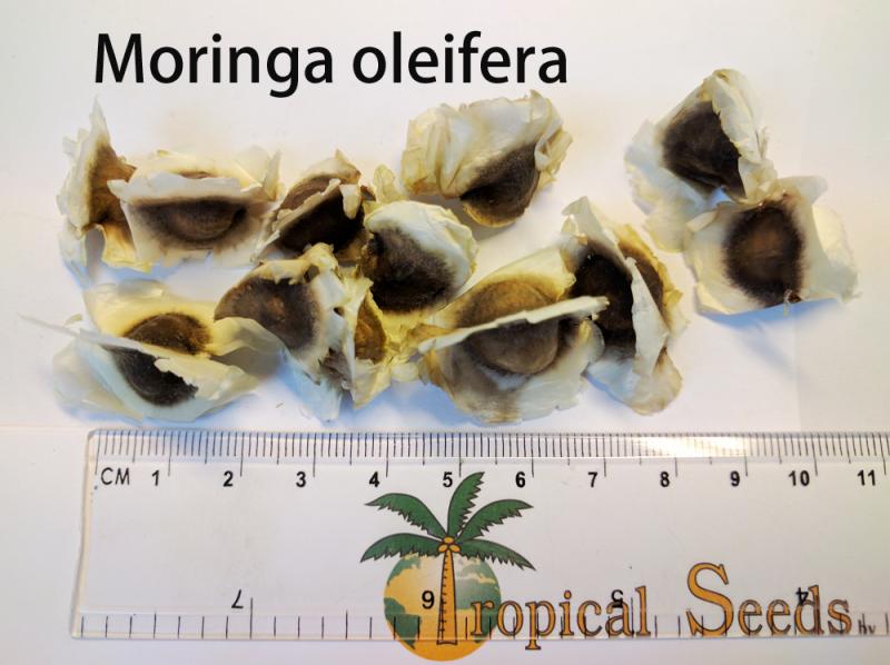Moringa oleifera Seeds