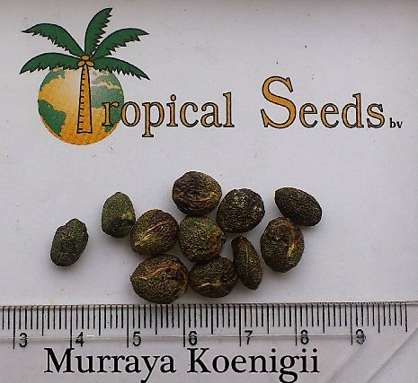 Murraya koenigii Seeds