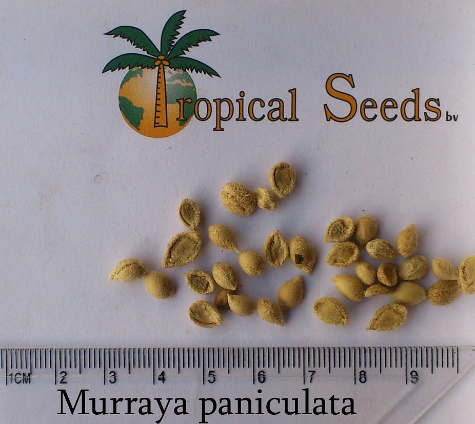 Murraya panniculata 种子