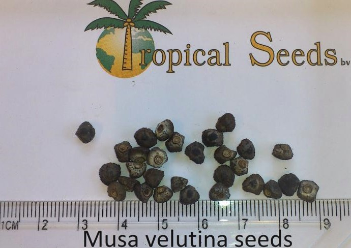 Musa velutina Seeds