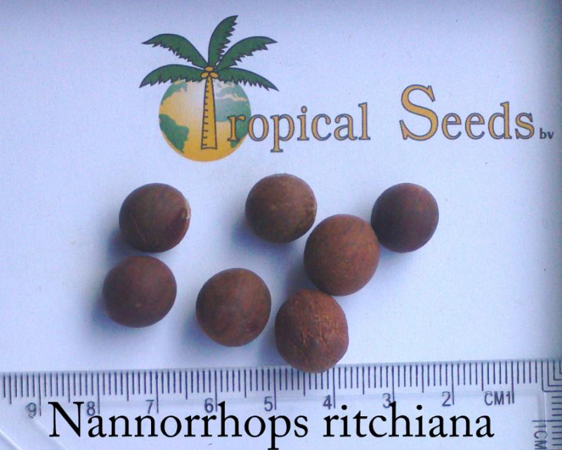 Nannorrhops ritchiana Seeds