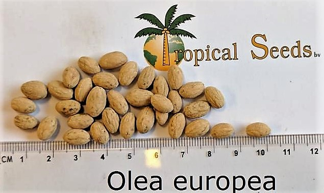 Olea europaea Seeds