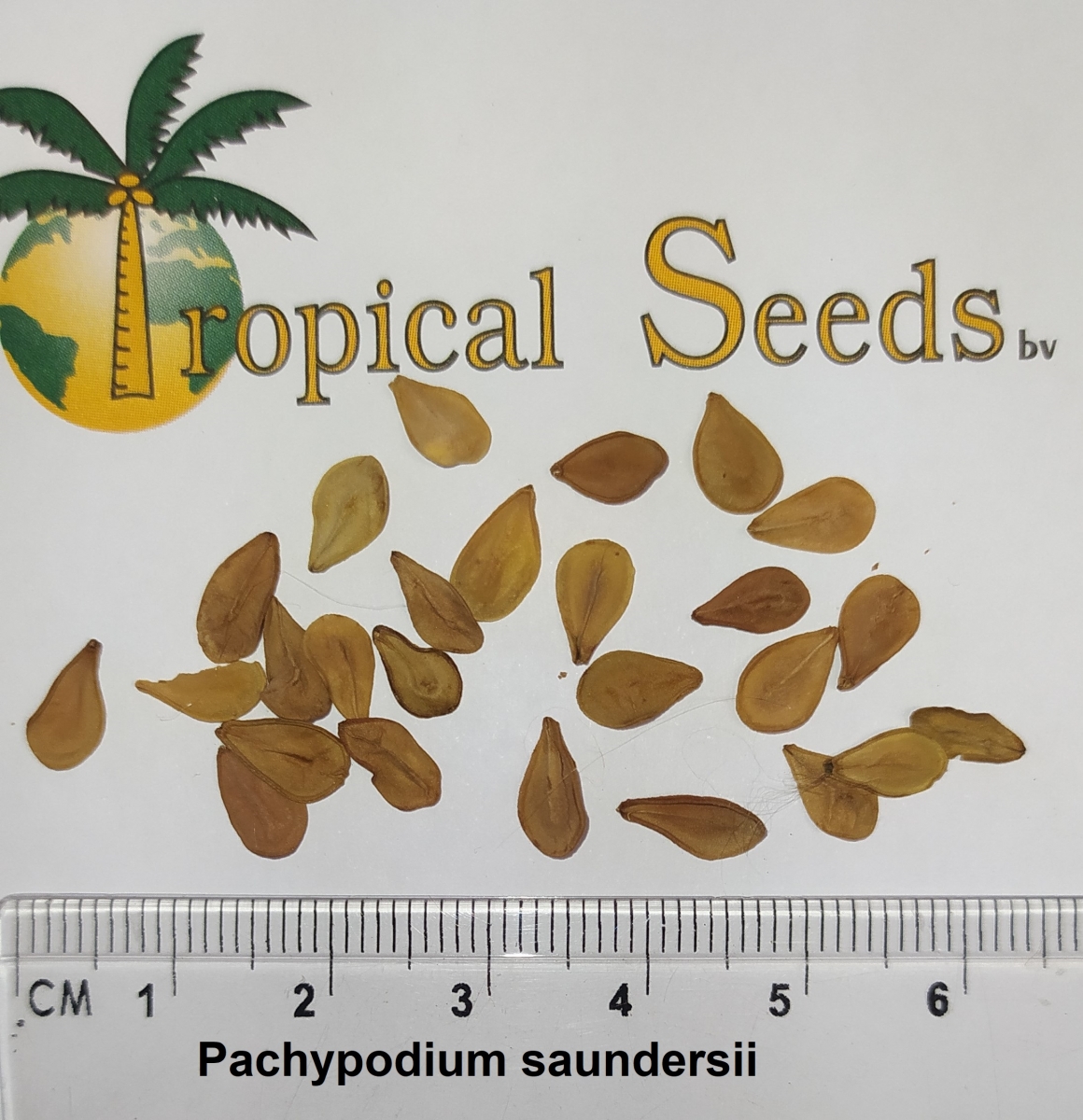 Pachypodium saundersii Seeds