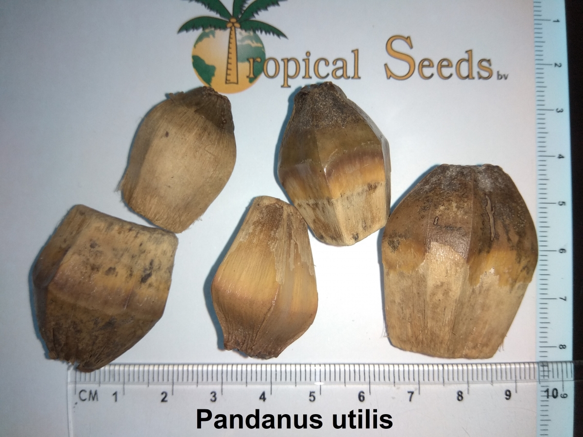 Pandanus utilis Seeds