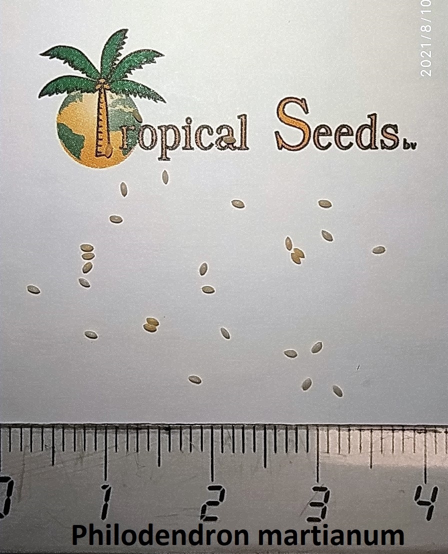 Philodendron martianum Seeds