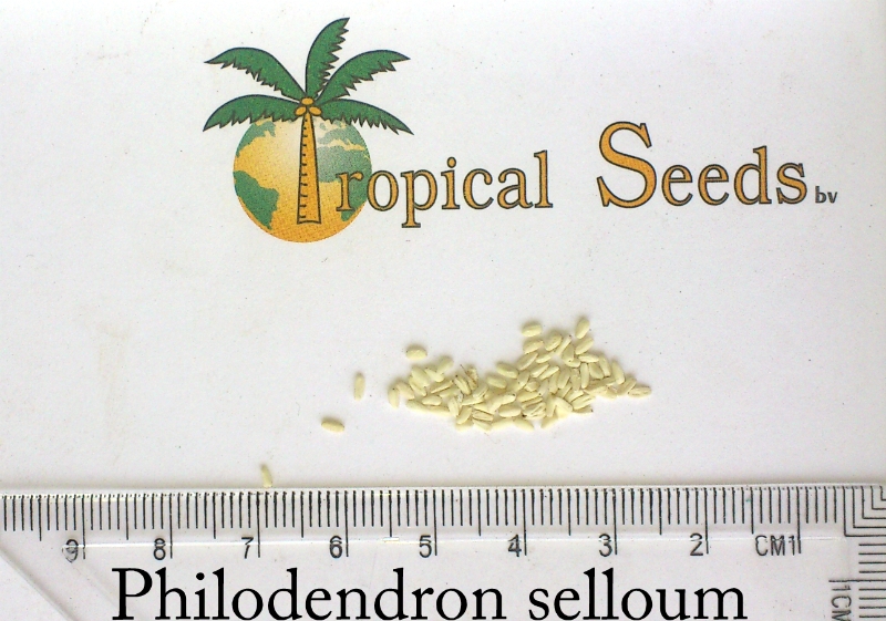 Philodendron selloum Seeds