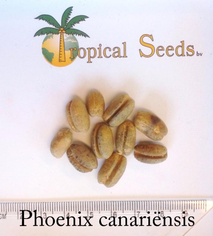 Phoenix canariensis Seeds