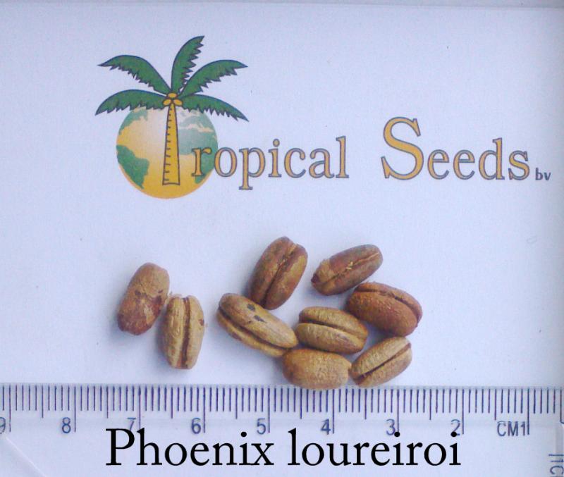 Phoenix loureiroi Seeds