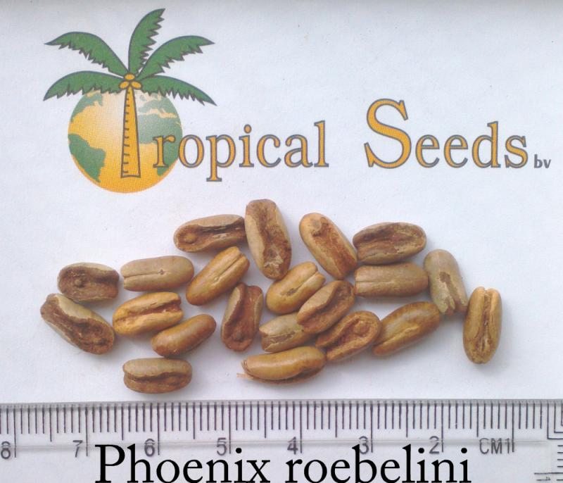 Phoenix roebelenii Seeds