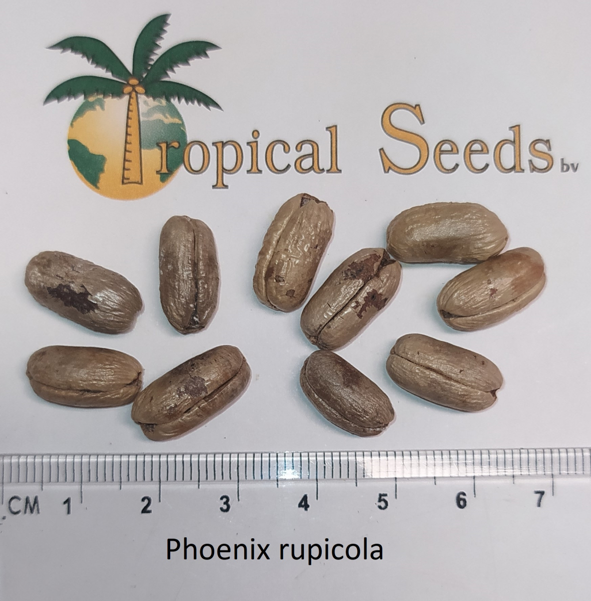 Phoenix rupicola Seeds
