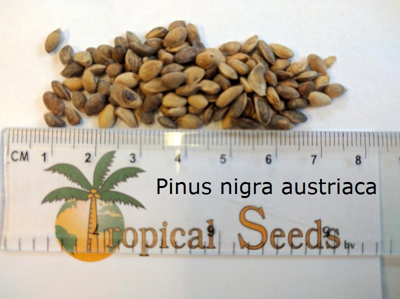 Pinus nigra var. Austriaca Seeds