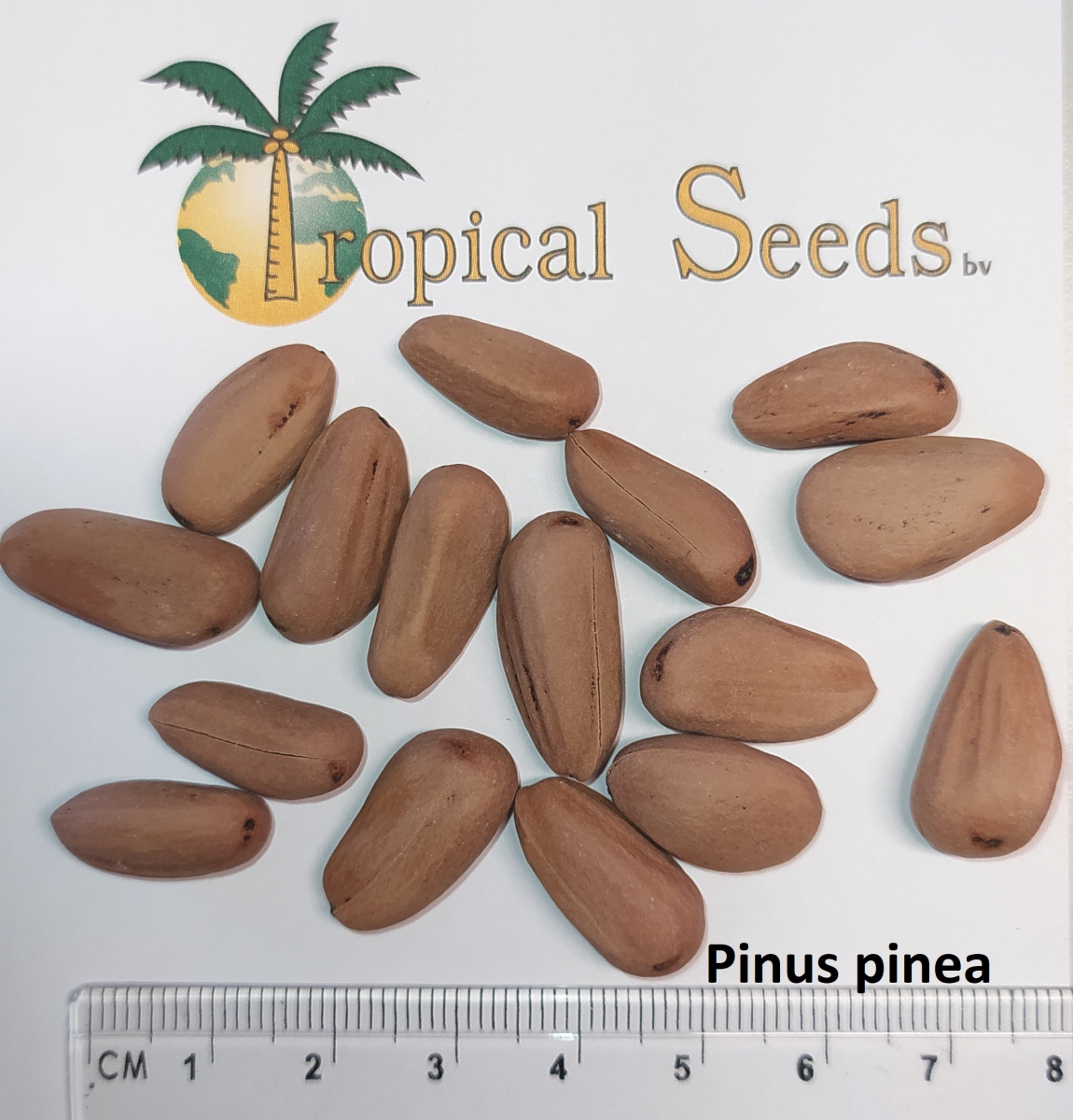 Pinus Pinea Seeds
