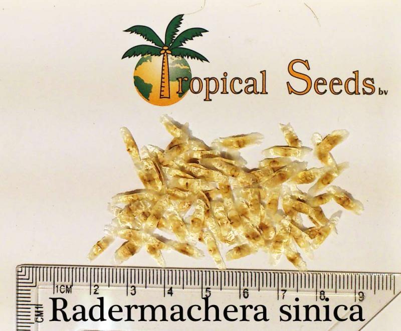 Radermachera sinica Seeds