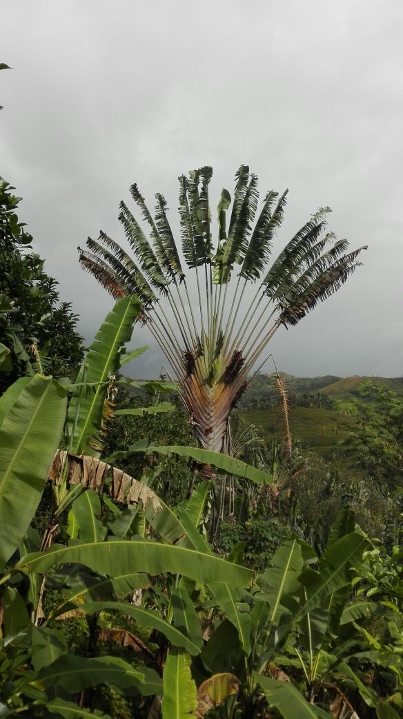 Ravenala sp. 'Honkondambo' – Red Travellers Palm – Buy seeds at