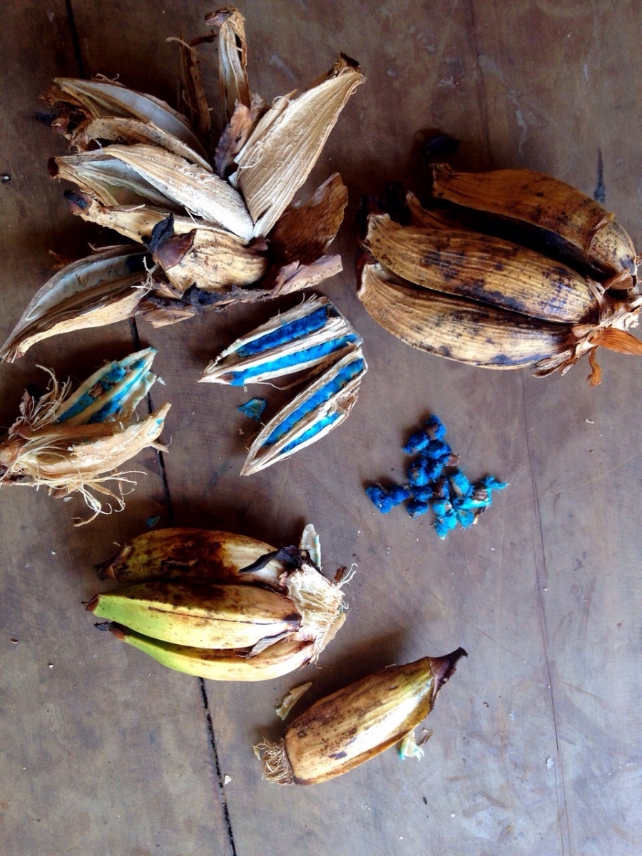 Ravenala Madagascariensis – The Exotic Seed Emporium