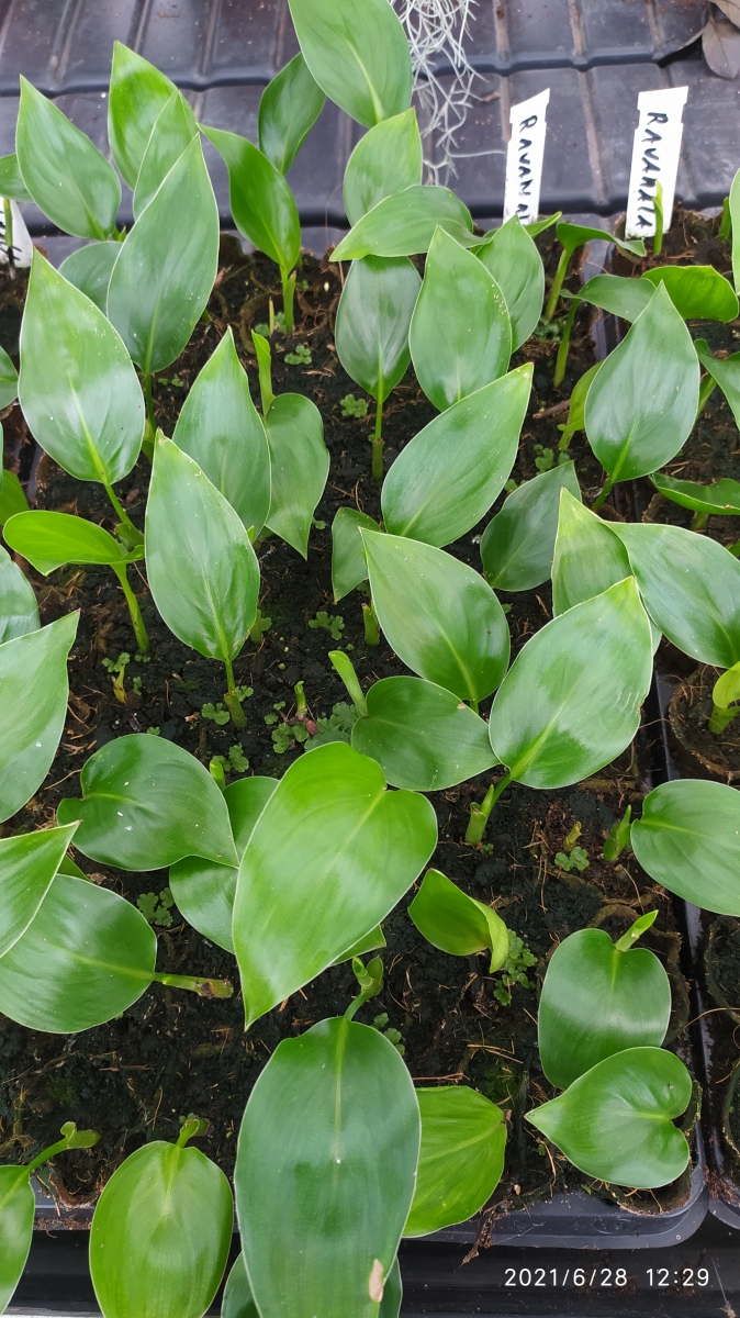 Árvore do Viajante - Ravenala - Rose Garden Seeds