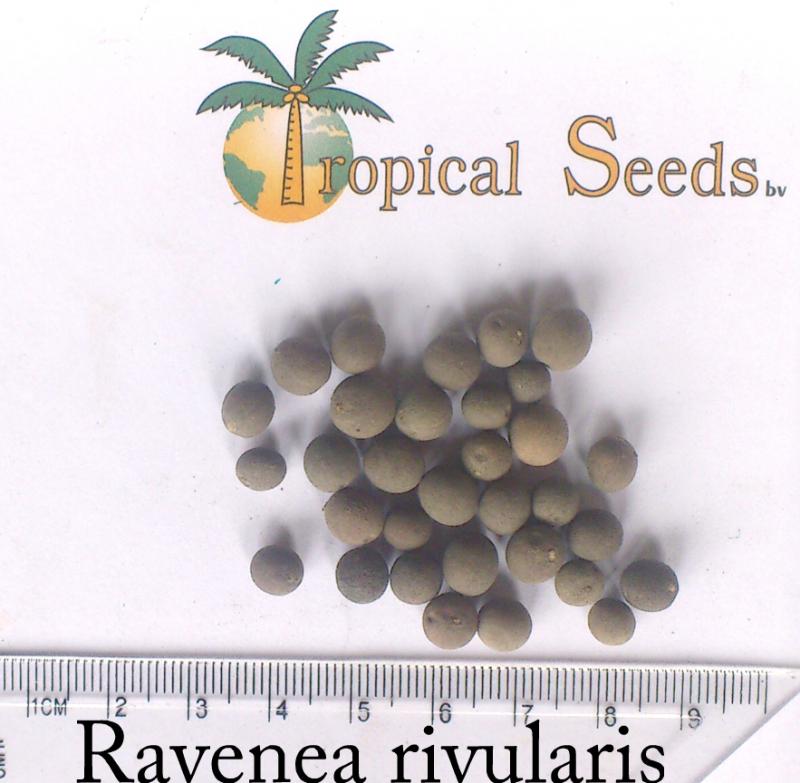 Ravenea rivularis Seeds