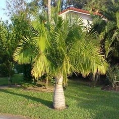 Ravenea rivularis Seeds