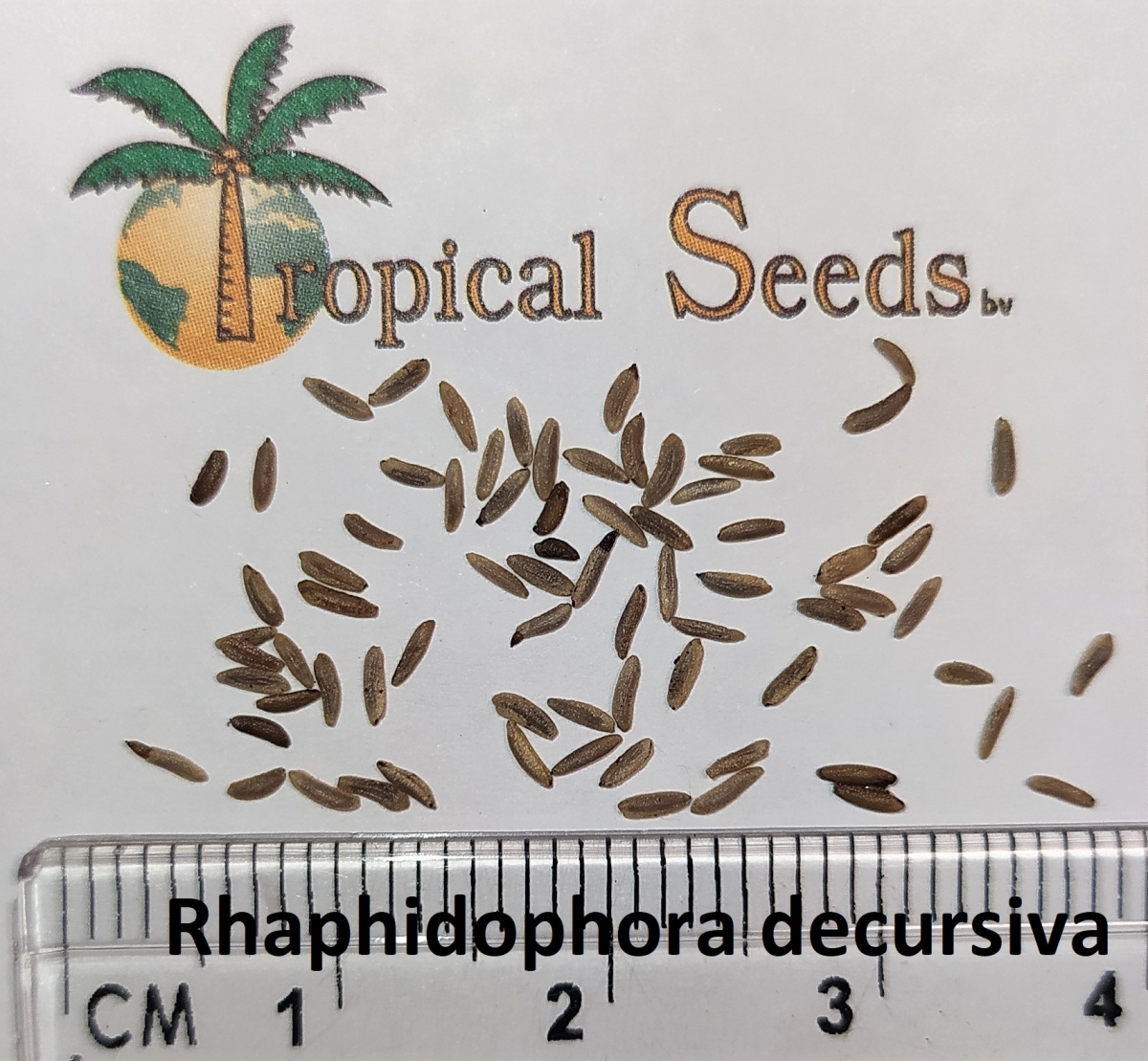 Rhaphidophora decursiva Seeds