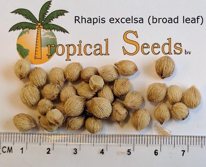 Rhapis excelsa (broad leaf) Seeds