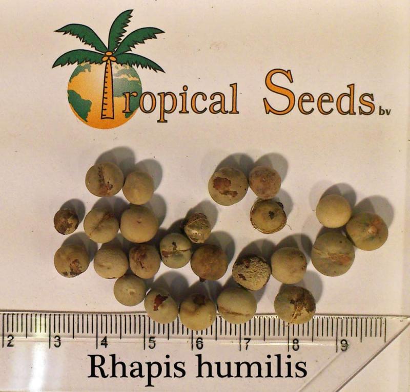 Rhapis humilis Seeds