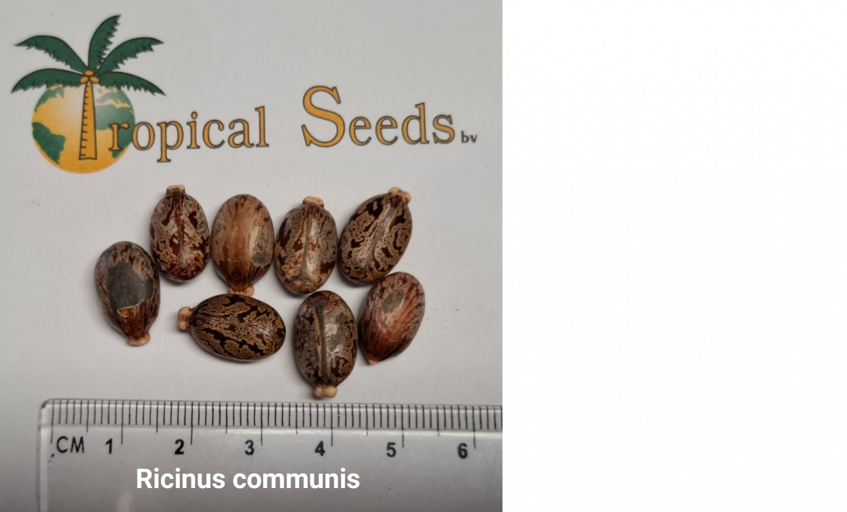 Ricinus communis